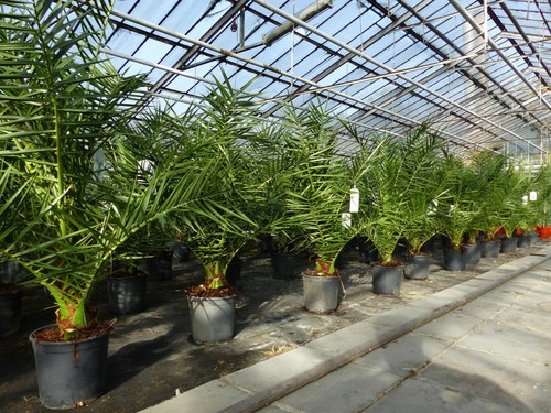 Sonderpreis palme 120 - palme,