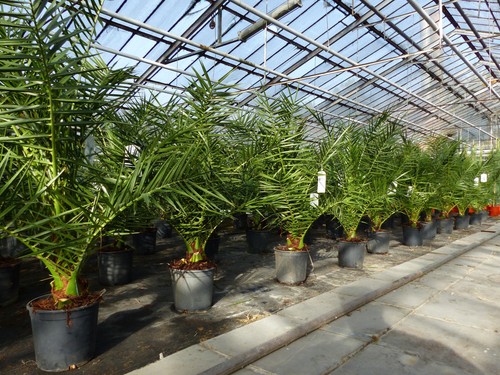 Sonderpreis palme 120 - 90,